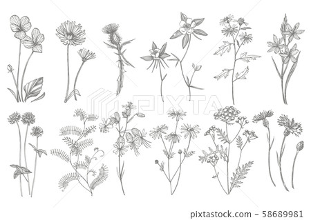 Collection of hand drawn flowers and herbs. Botanical plant illustration. Vintage medicinal herbs 58689981