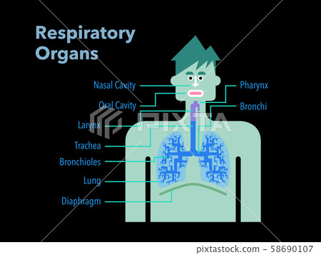 呼吸器官的簡單圖解 每個部分的名稱用英文寫在黑色背景上 插圖素材 圖庫