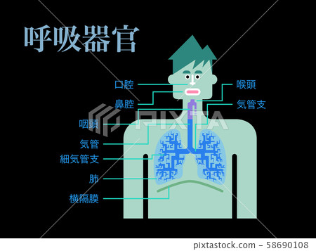 A simple illustration of respiratory organs with the name of each part written in Japanese on a black background A simple illustration of respiratory organs with the name of each part written in Japanese on a black background 58690108