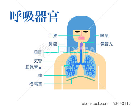 呼吸器官的簡單圖解，用日語在白色背景上寫的每個部分的名稱 58690112