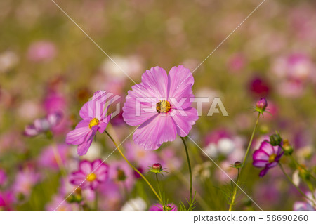 Cosmos Cosmos 58690260