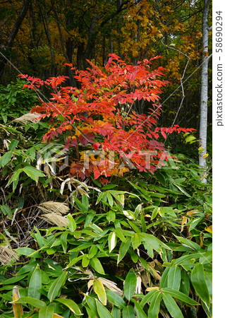 Autumn leaves of Omoto Kaido Autumn leaves of Omoto Kaido 58690294