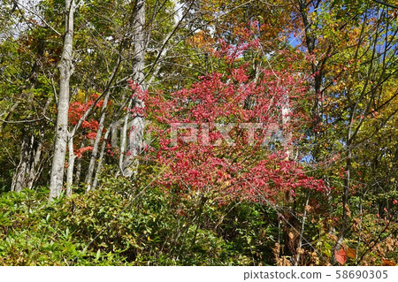 Autumn leaves of Omoto Kaido Autumn leaves of Omoto Kaido 58690305