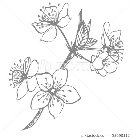 Plums hand drawn illustration. Ink sketch. Hand drawn illustration. Isolated on white background 58690312