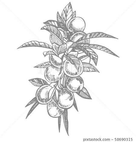 Plums hand drawn illustration. Ink sketch. Hand drawn illustration. Isolated on white background 58690315