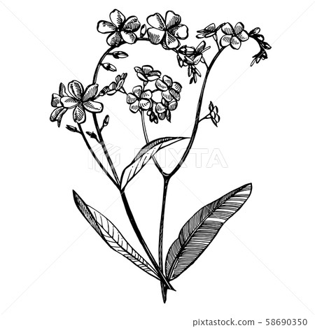 Forget Me Not Flowers Botanical Illustration Stock Illustration