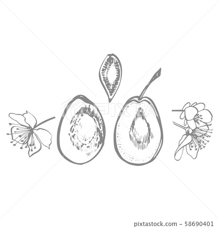 Plums hand drawn illustration. Ink sketch. Hand drawn illustration. Isolated on white background 58690401