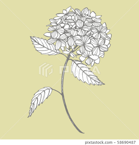 Hydrangea graphic illustration in vintage style. Flowers drawing and sketch with line-art on white Hydrangea graphic illustration in vintage style. Flowers drawing and sketch with line-art on white 58690487