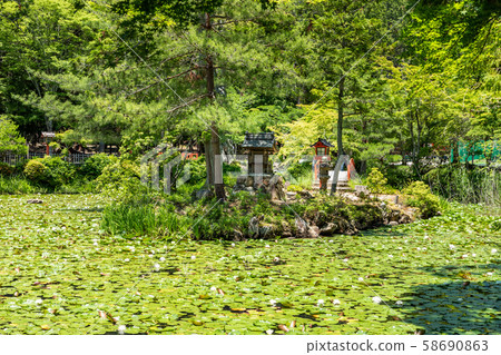 中之島大原野神社澤澤池塘 中之島大原野神社澤澤池塘 58690863