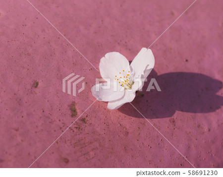 櫻花有桃紅色背景 58691230