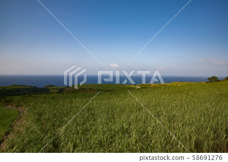 Grassland and sea of Kumejima Grassland and sea of Kumejima 58691276