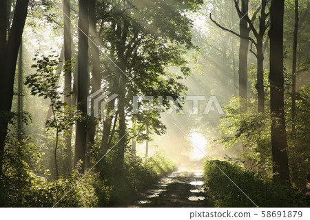 Dirt road among maple trees after rainfall on a foggy spring morning Dirt road among maple trees after rainfall on a foggy spring morning 58691879