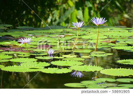 高知縣莫奈花園 58691905