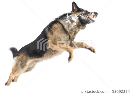 jump dog jump dog 58692224