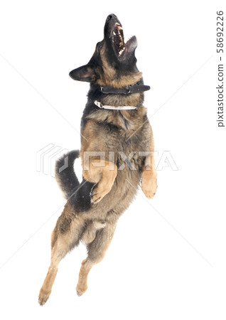 jump dog on white background jump dog on white background 58692226