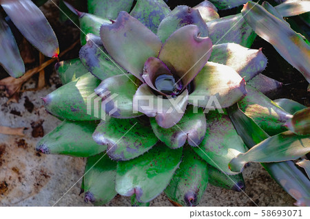 Neoregelia tropical plant in garden. Neoregelia tropical plant in garden. 58693071