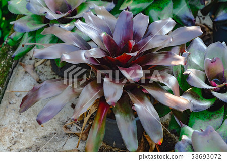 Neoregelia tropical plant in garden. Neoregelia tropical plant in garden. 58693072