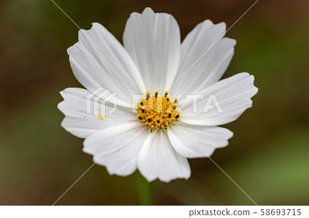 White cosmos 58693715