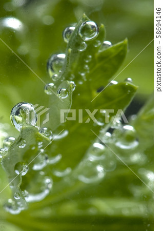 parsley in water parsley in water 58694146