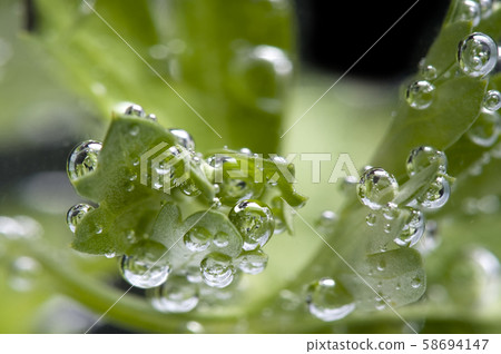 parsley in water macro parsley in water macro 58694147