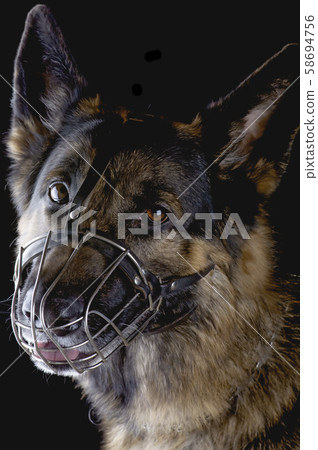 dog on black background closeup dog on black background closeup 58694756