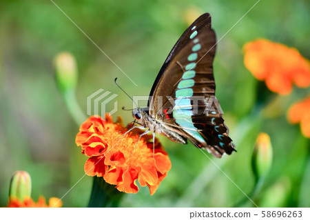 常見的青蠅 58696263