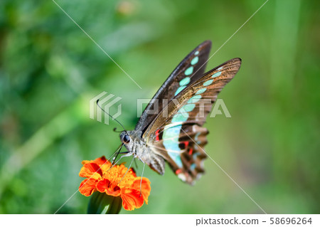 常見的青蠅 58696264