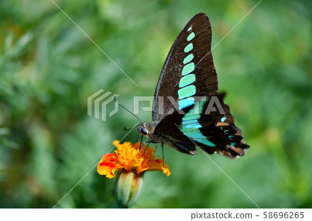 常見的青蠅 58696265