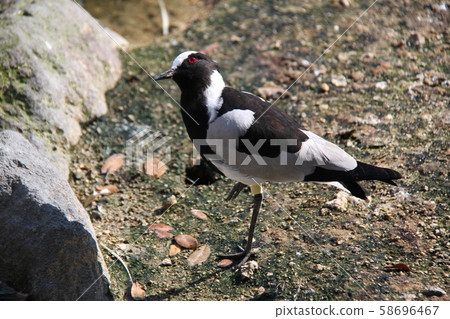 黑尾鷗 黑尾鷗 58696467