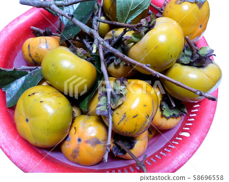 Harvested self-cultivated sweet potato (Furuyu) 58696558