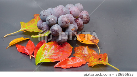 秋天的樹葉與葡萄和秋天的落葉,在黑色的背景 秋天的樹葉與葡萄和秋天的落葉,在黑色的背景 58696652