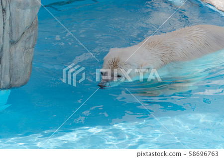 Swim polar bears 58696763