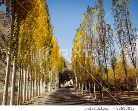 Yellow leaves trees along the road in autumn season 58696838