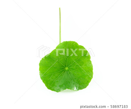 Closeup leaf of Gotu kola, Asiatic pennywort 58697183