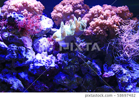 Colorful corals live underwater at bottom of 58697482