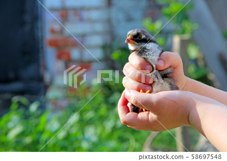 Grey chicken in children's hands. New life. Small 58697548