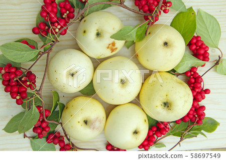 White apples and schisandra. Still life with ripe White apples and schisandra. Still life with ripe 58697549