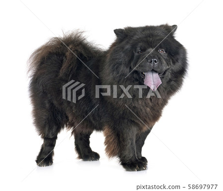 black chow chow 58697977