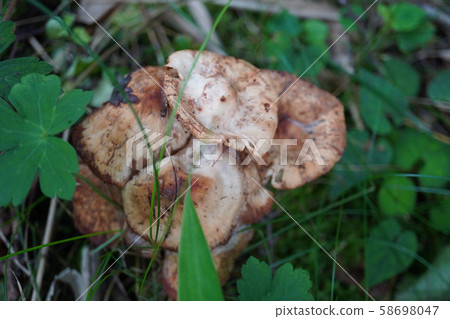 Brown mushrooms that grow together 58698047