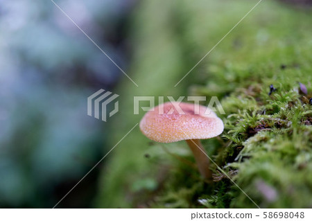 A small brown mushroom that grew from the moss 58698048