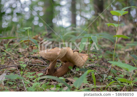 Brown mushroom growing in the forest 58698050