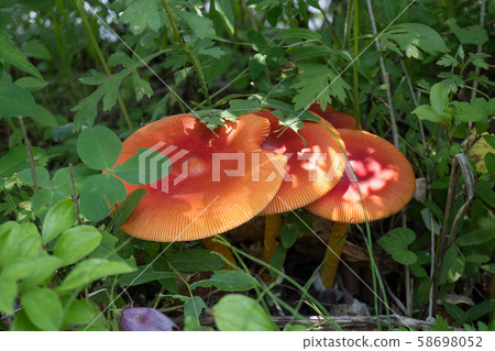 Mushroom / Edible mushroom egg growing in the undergrowth 58698052