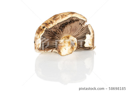 Fresh brown mushroom isolated on white Fresh brown mushroom isolated on white 58698185