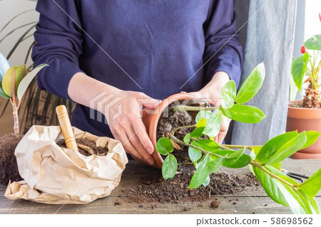 Woman transplanting Zamioculcas flower Woman transplanting Zamioculcas flower 58698562