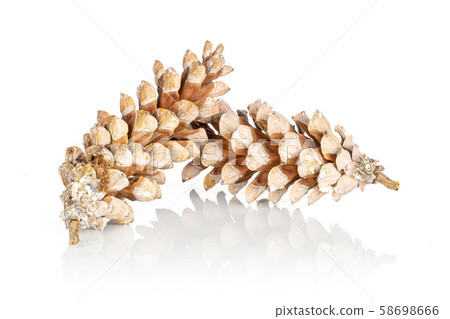Brown forest pine cone isolated on white Brown forest pine cone isolated on white 58698666