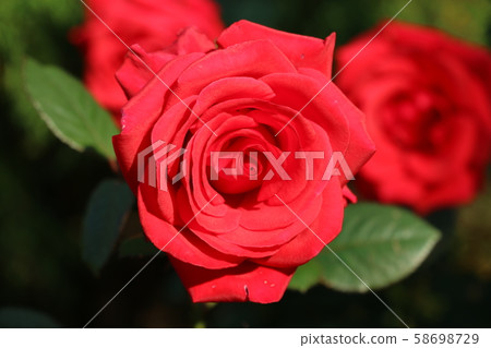 紅玫瑰：紅衣主教 58698729