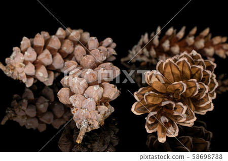 Brown forest pine cone isolated on black glass Brown forest pine cone isolated on black glass 58698788