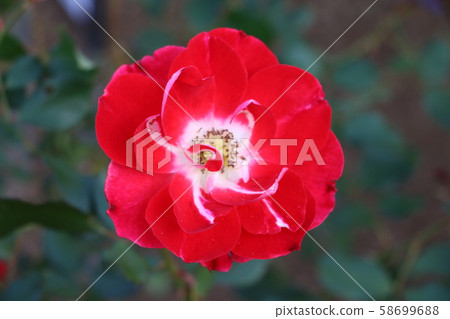 Rose: Picasso Rose: Picasso 58699688