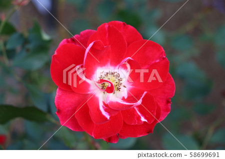 Picasso: Rose 58699691