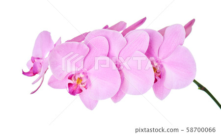 Orchid branch isolated on white background. 58700066